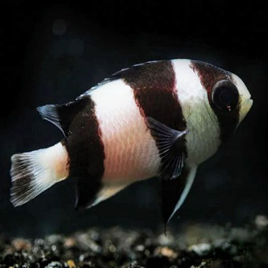 Fijian Panda Damsel - Aqua Group