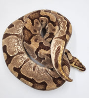 Fire Leopard Royal Python-Adult