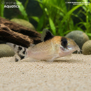 Flagtailed Panda Corydoras - Hoplisoma oiapoquensis
