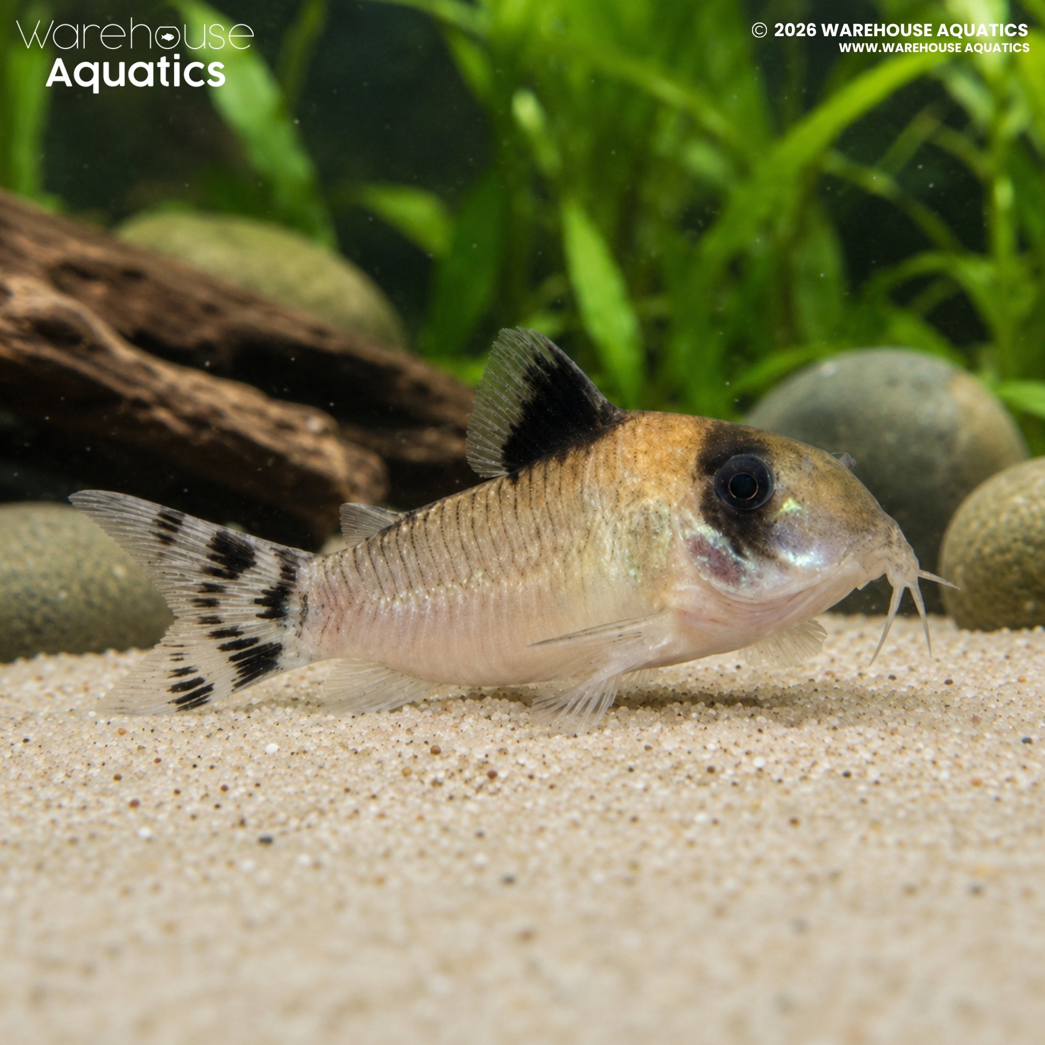 Flagtailed Panda Corydoras - Hoplisoma oiapoquensis