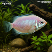 Marbled Kissing Gourami - Helostoma temminckii