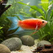 Flame Paradise Fish - Macropodus opercularis