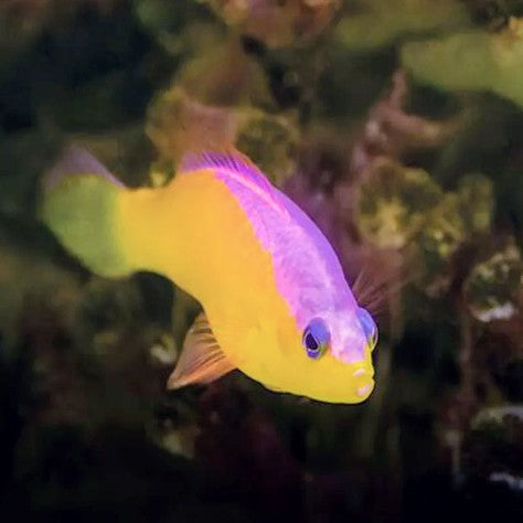 Flashback Pygmy Basslet