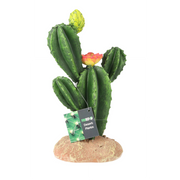 Flowering Cactus - Medium