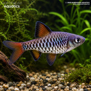 Checkered Barb - Oliotius oligolepis