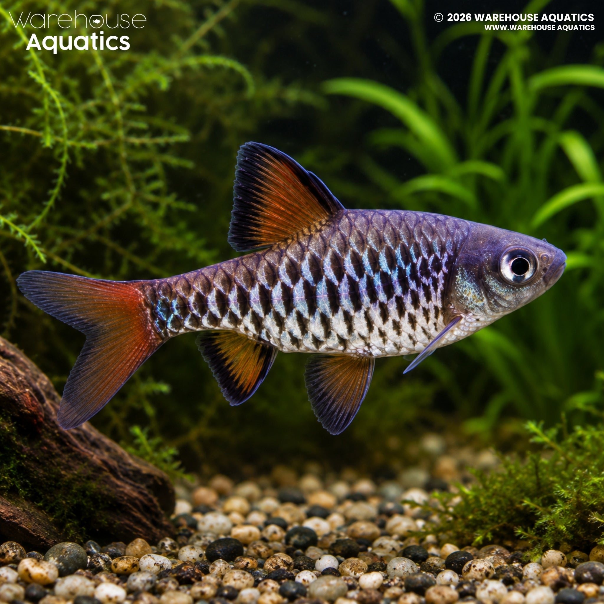 Checkered Barb - Oliotius oligolepis