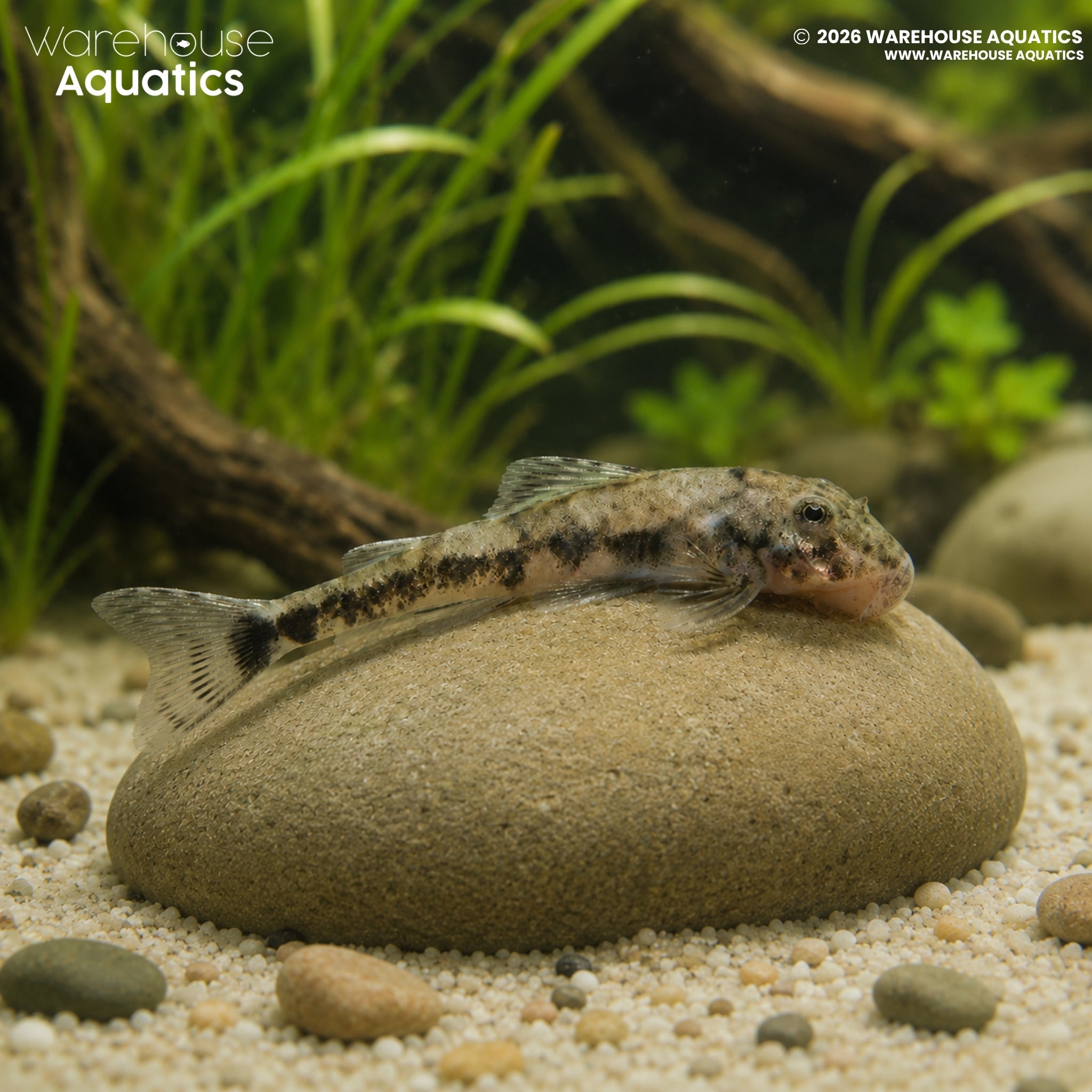 Pitbull Pleco LDA25 - Parotocinclus sp.