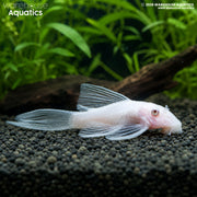 Snow White Longfin Bristlenose - Ancistrus cf cirrhosus