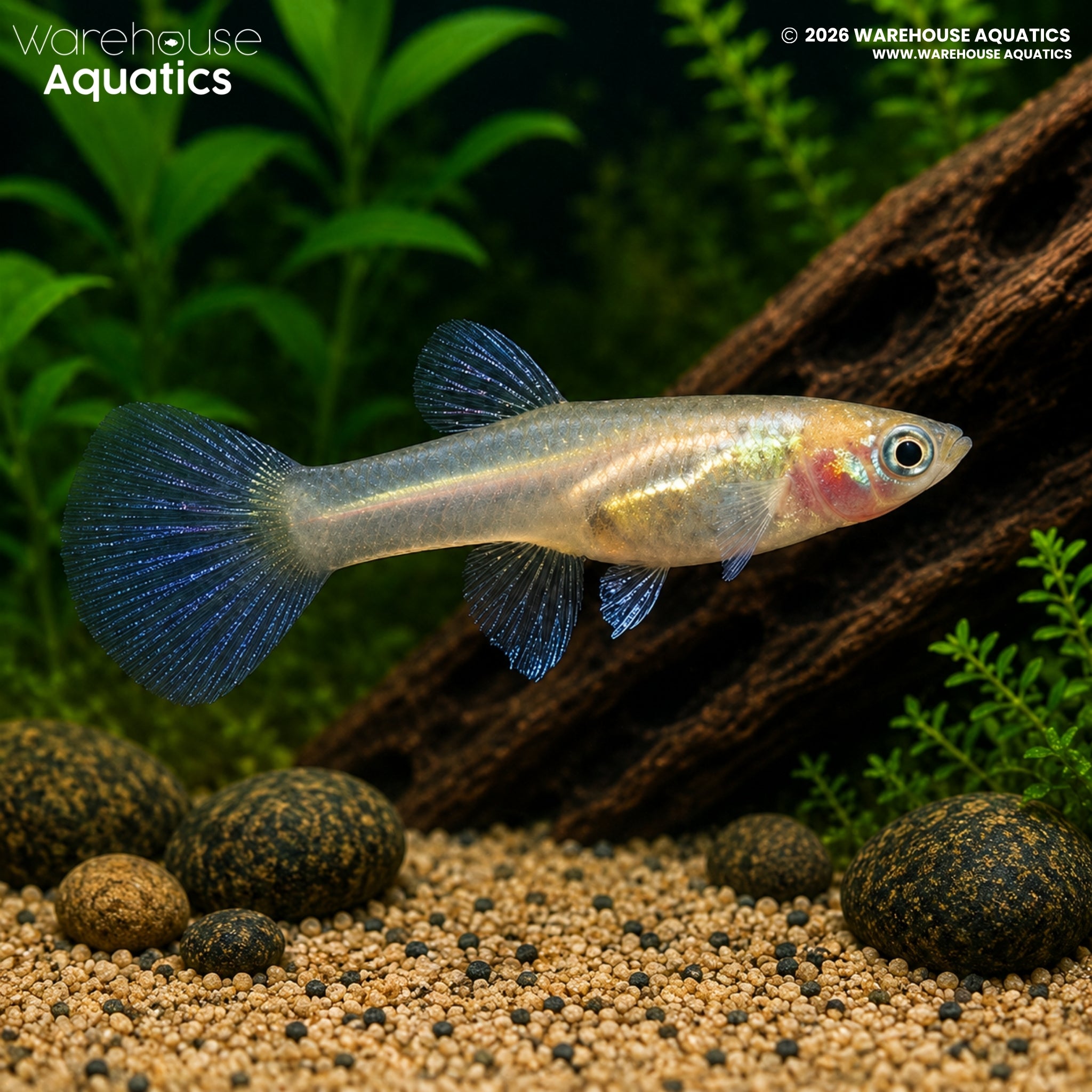 Blonde Japan Blue/Red Double Sword Guppy - Poecilia reticulata