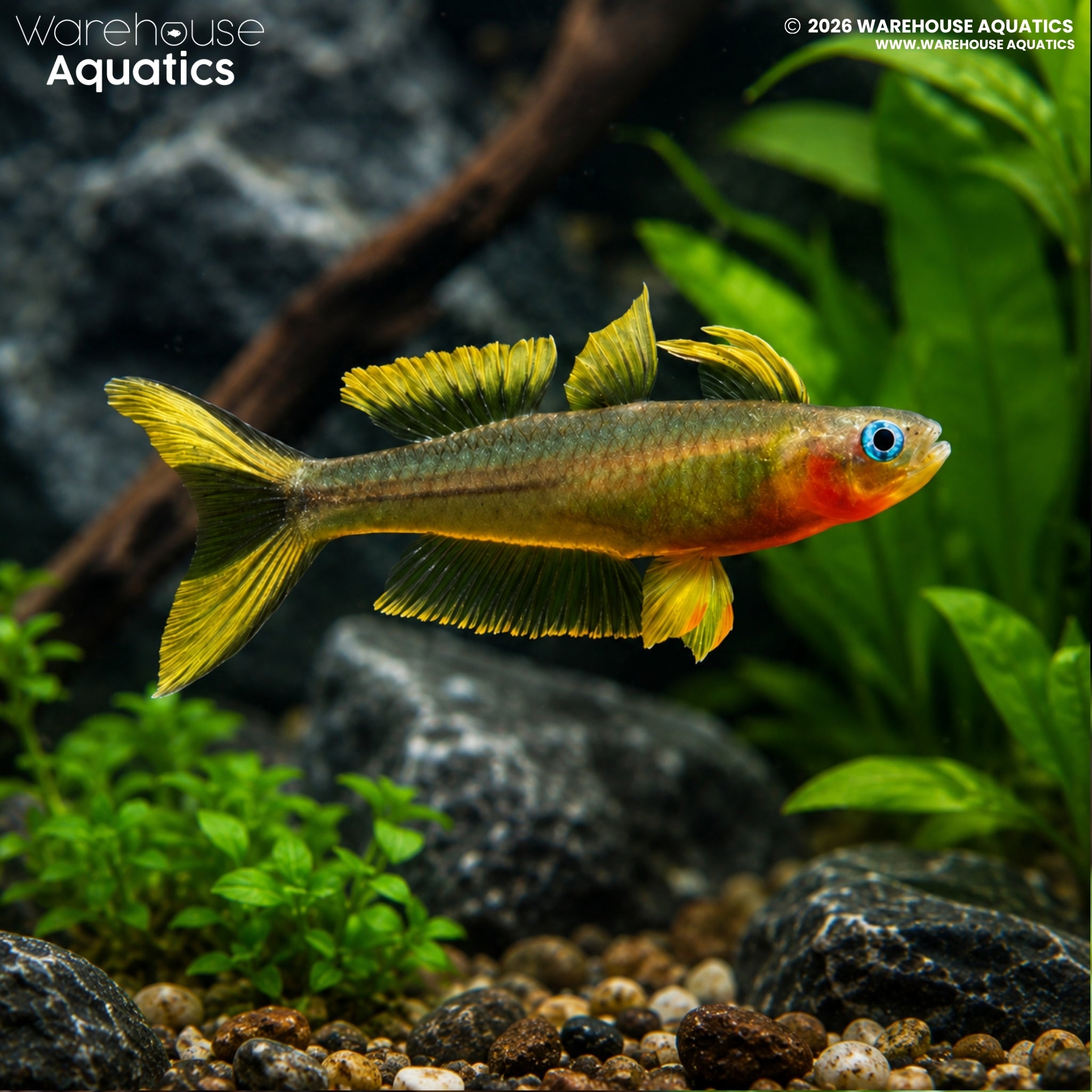 Furcatus Rainbowfish - Pseudomugil furcatus