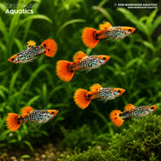 Galaxy Koi Guppy - Poecillia reticulata