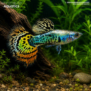 Galaxy Mosaic Guppy - Poecilia reticulata