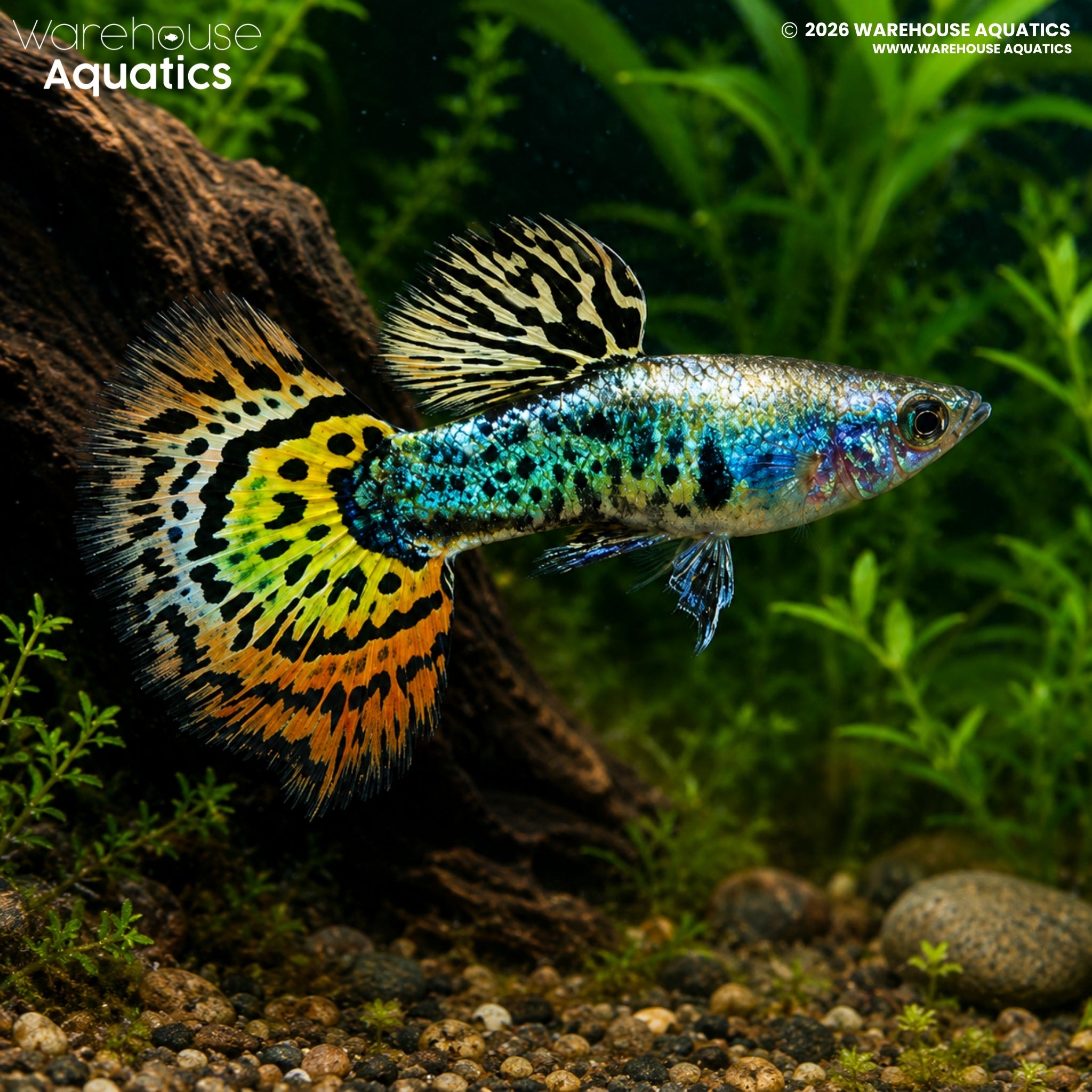 Galaxy Mosaic Guppy - Poecilia reticulata