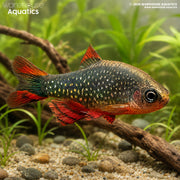 Galaxy Rasbora - Danio margaritatus