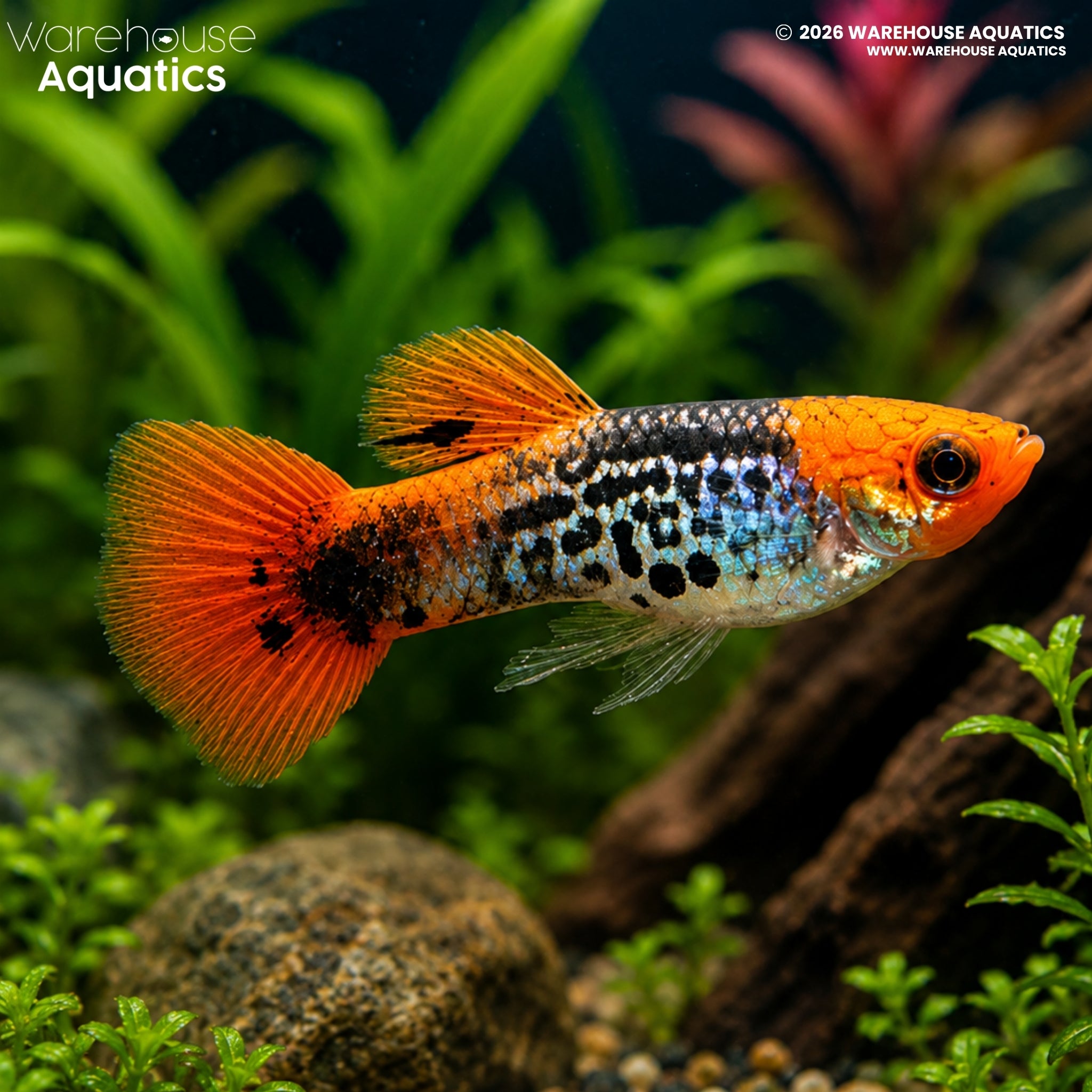 Galaxy Koi Guppy - Poecillia reticulata