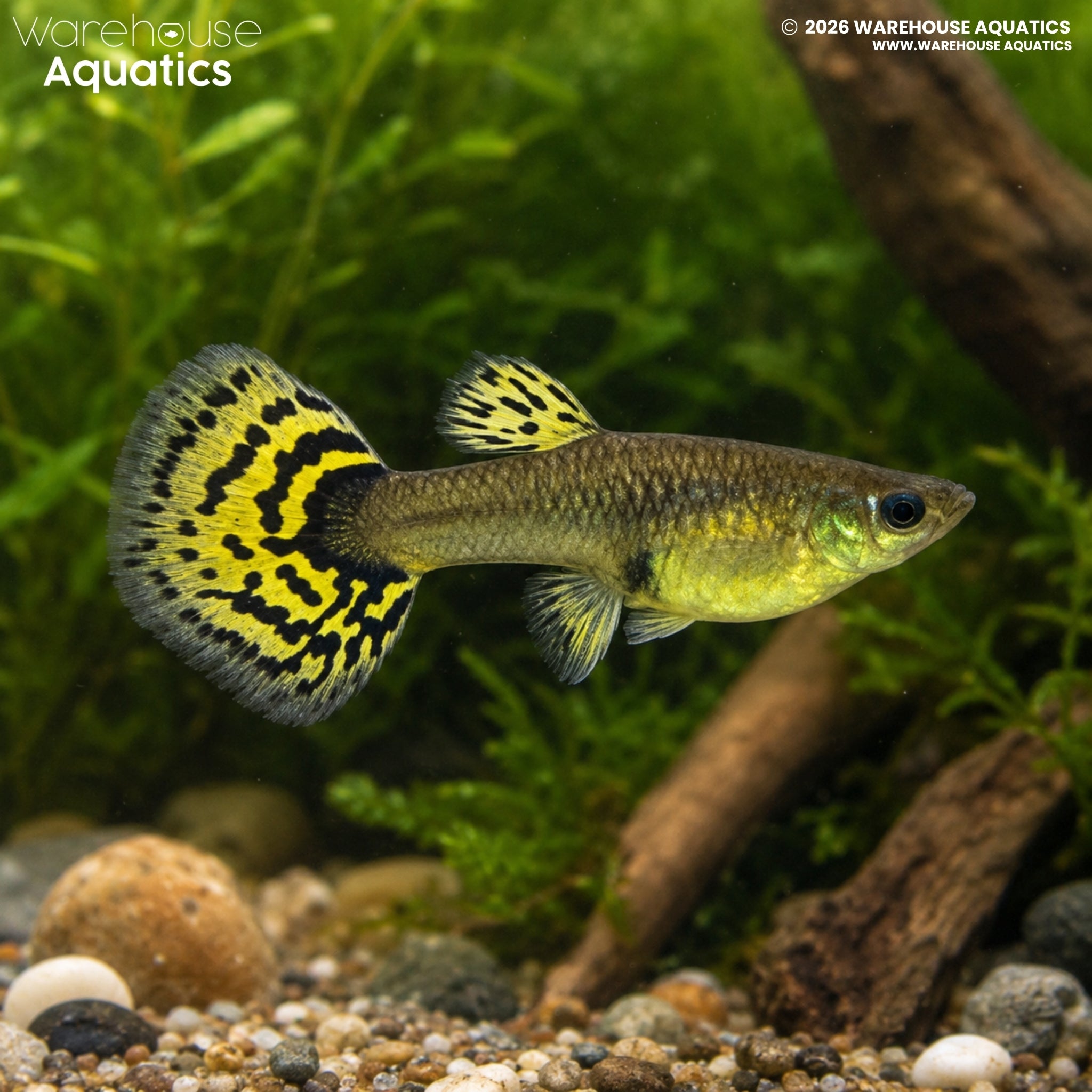 Galaxy Mosaic Guppy - Poecilia reticulata