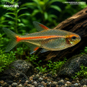 Glowlight Tetra - Hemigramus erythrozonus