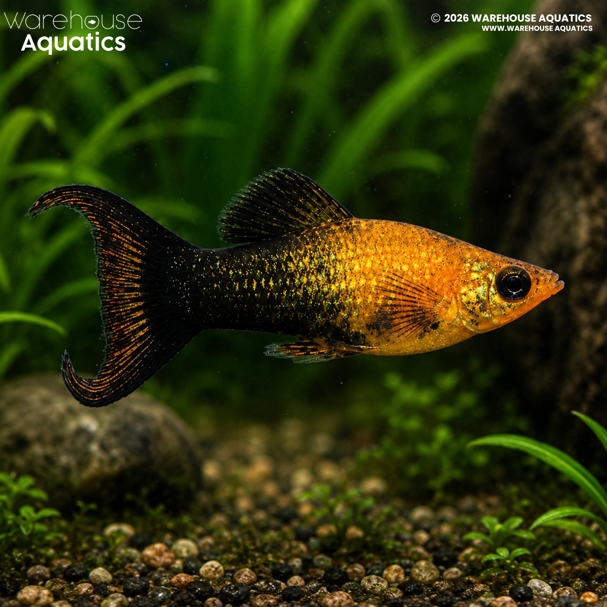 Gold Black Lyretail Molly - Poecilia latipinna