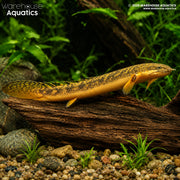 Gold Dust Bichir - Polypterus palmas "buettikoferi" (Senegal River)