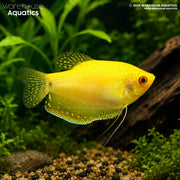 Gold Gourami - Trichogaster Trichopterus