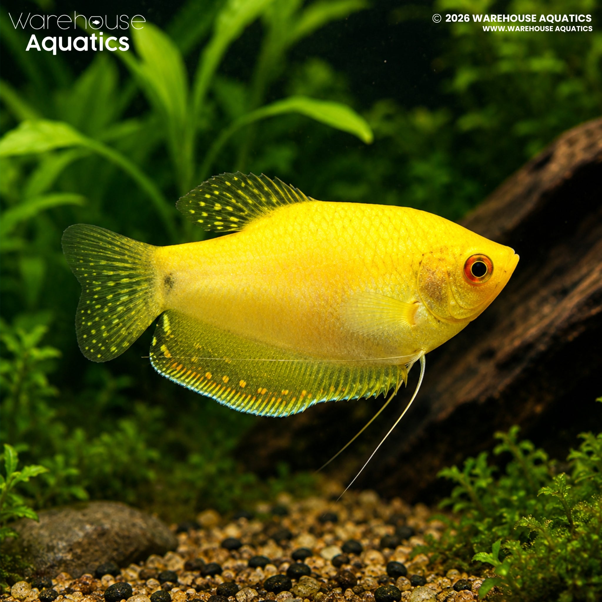 Gold Gourami - Trichogaster Trichopterus