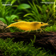 Golden Crossback Shrimp - Neocaridina Spp