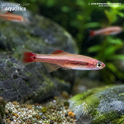 Golden Longfin White Cloud Mountain Minnow - Tanichthys albonubes