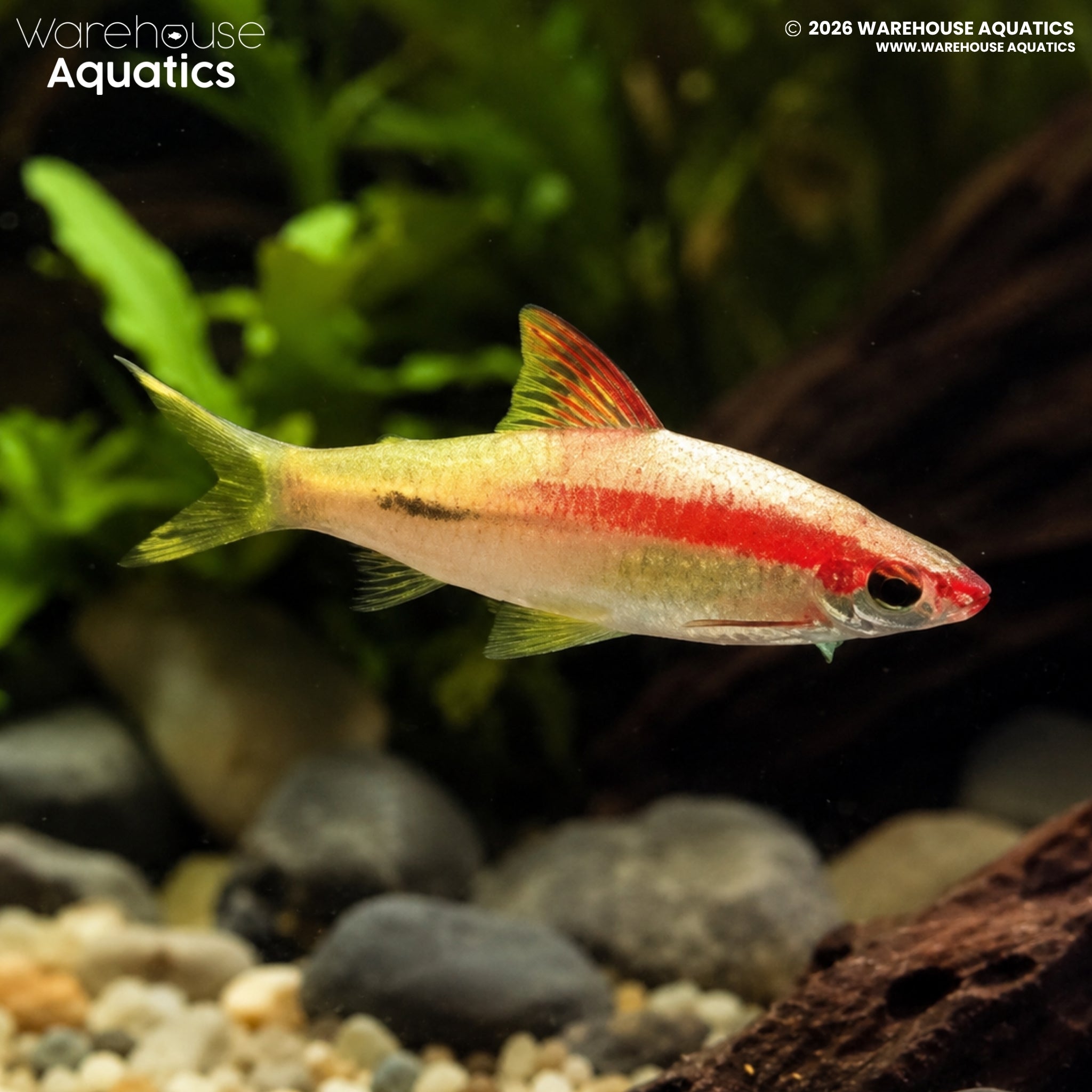 Golden Red Striped Torpedo Barb - Dawkinsia denisonii