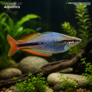 Goldie River Rainbow - Melanotaenia cf. goldiei (Dekai)