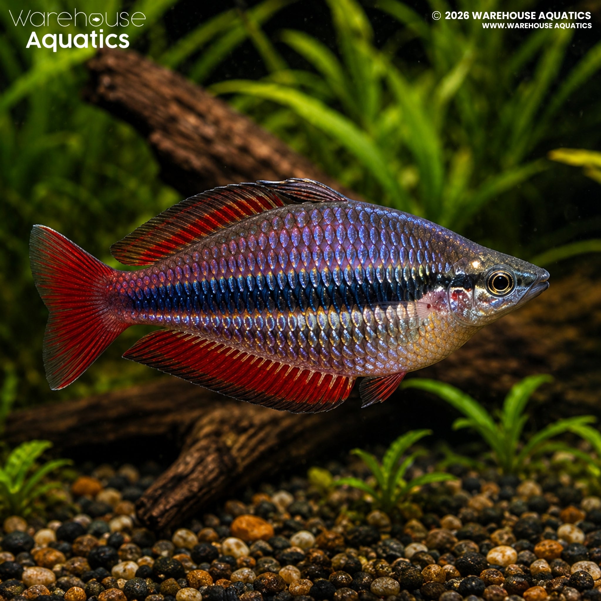 Goyder River Rainbowfish - Melanotaenia trifasciata "Goyder River"