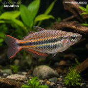 Goyder River Rainbowfish - Melanotaenia trifasciata "Goyder River"