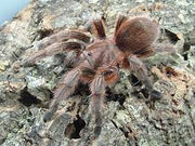 Grammostola Rosea (Chile Rose) 2cm Sling