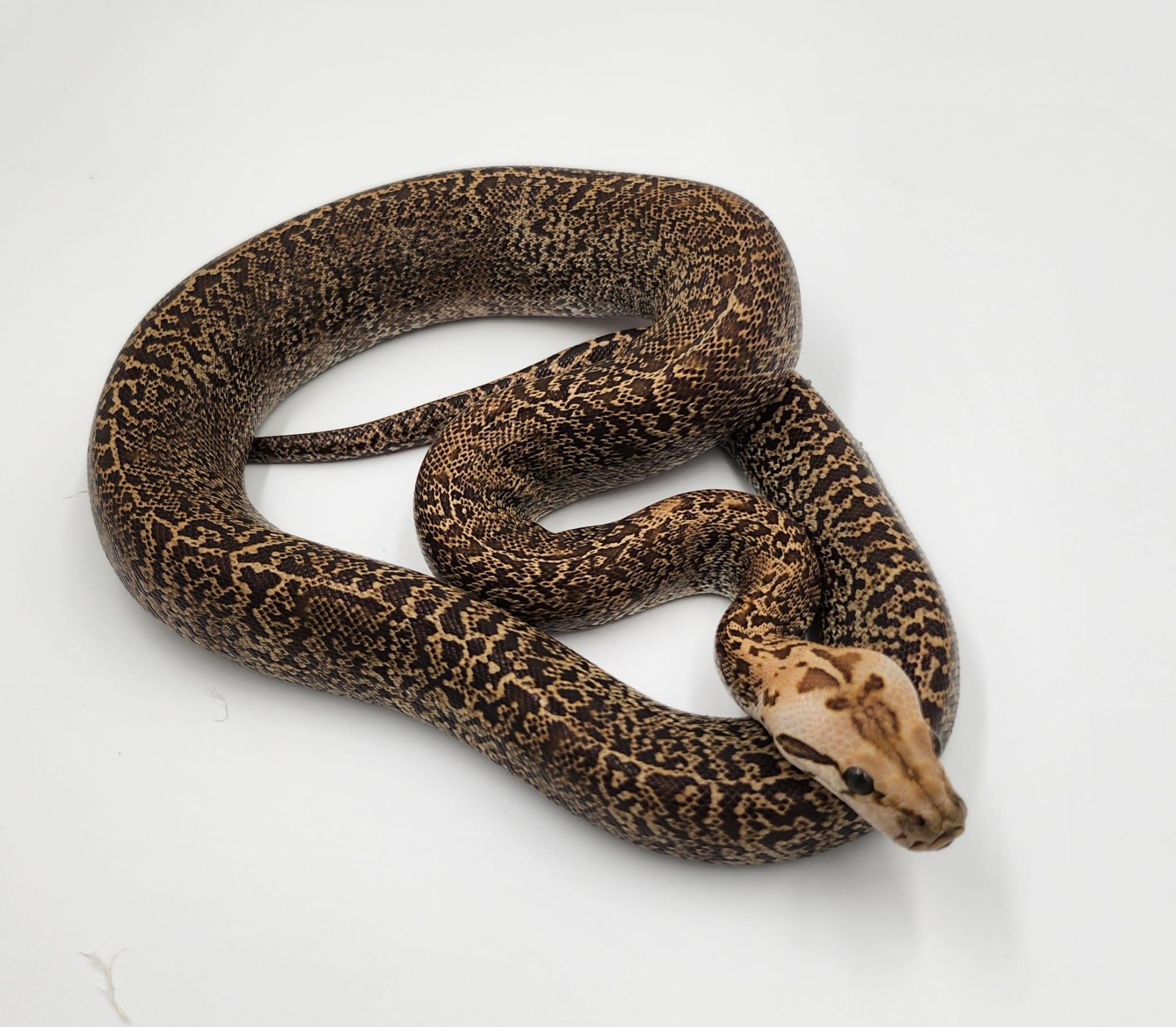 Granite het Albino F4 50% Dwarf Burmese Python (2024)