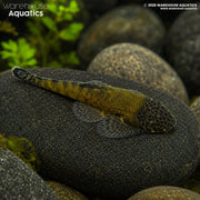 Green Laser Loach - Gastromyzon lepidogaster