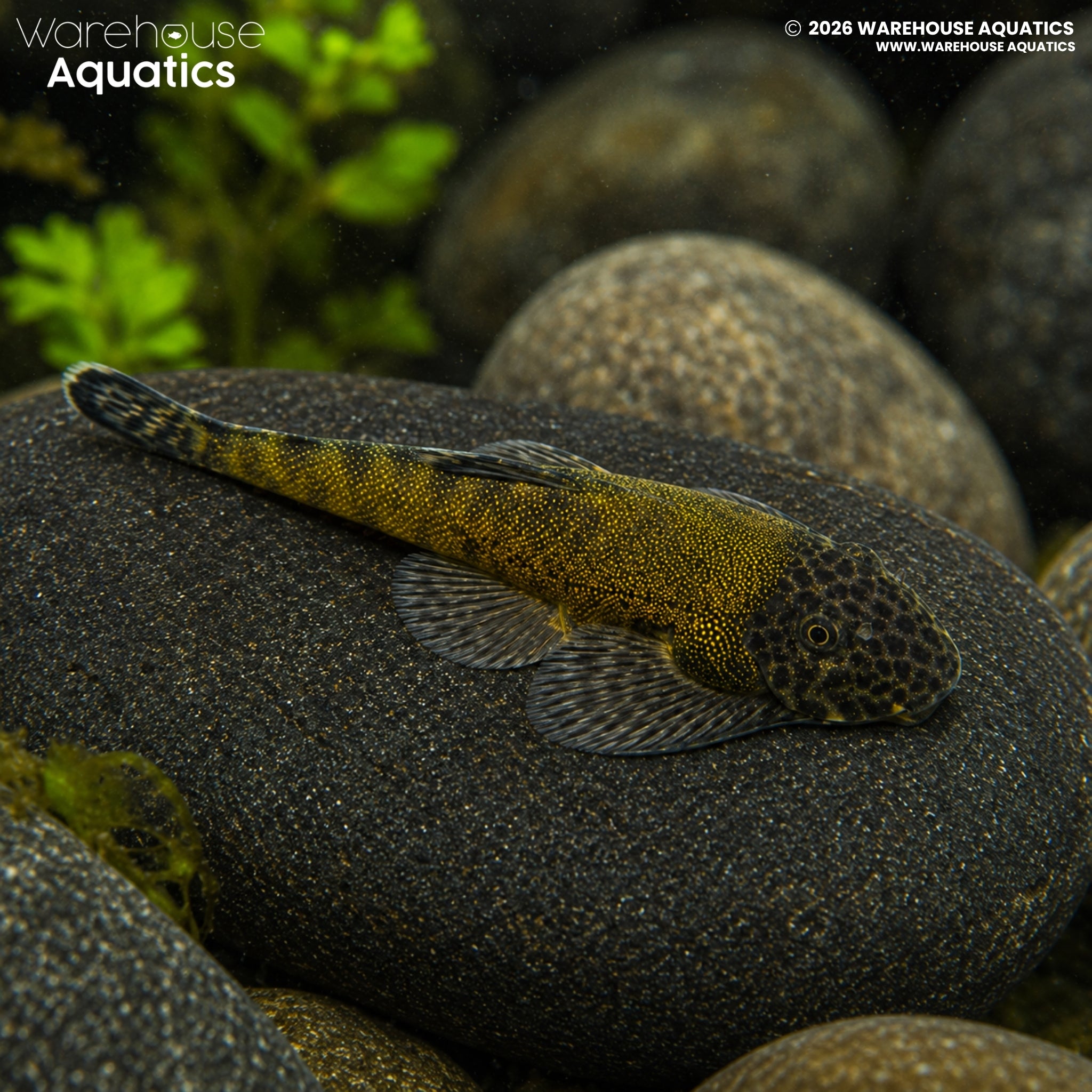 Green Laser Loach - Gastromyzon lepidogaster