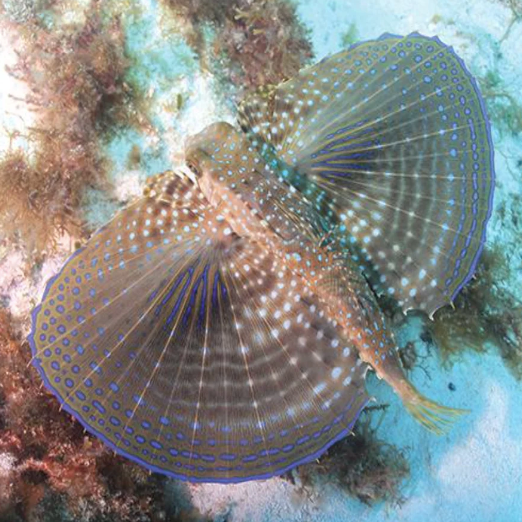 Gurnard - Flying - Aqua Group