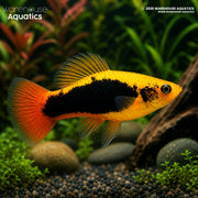 Hawaii Variatus Platy - Xiphophorus variatus