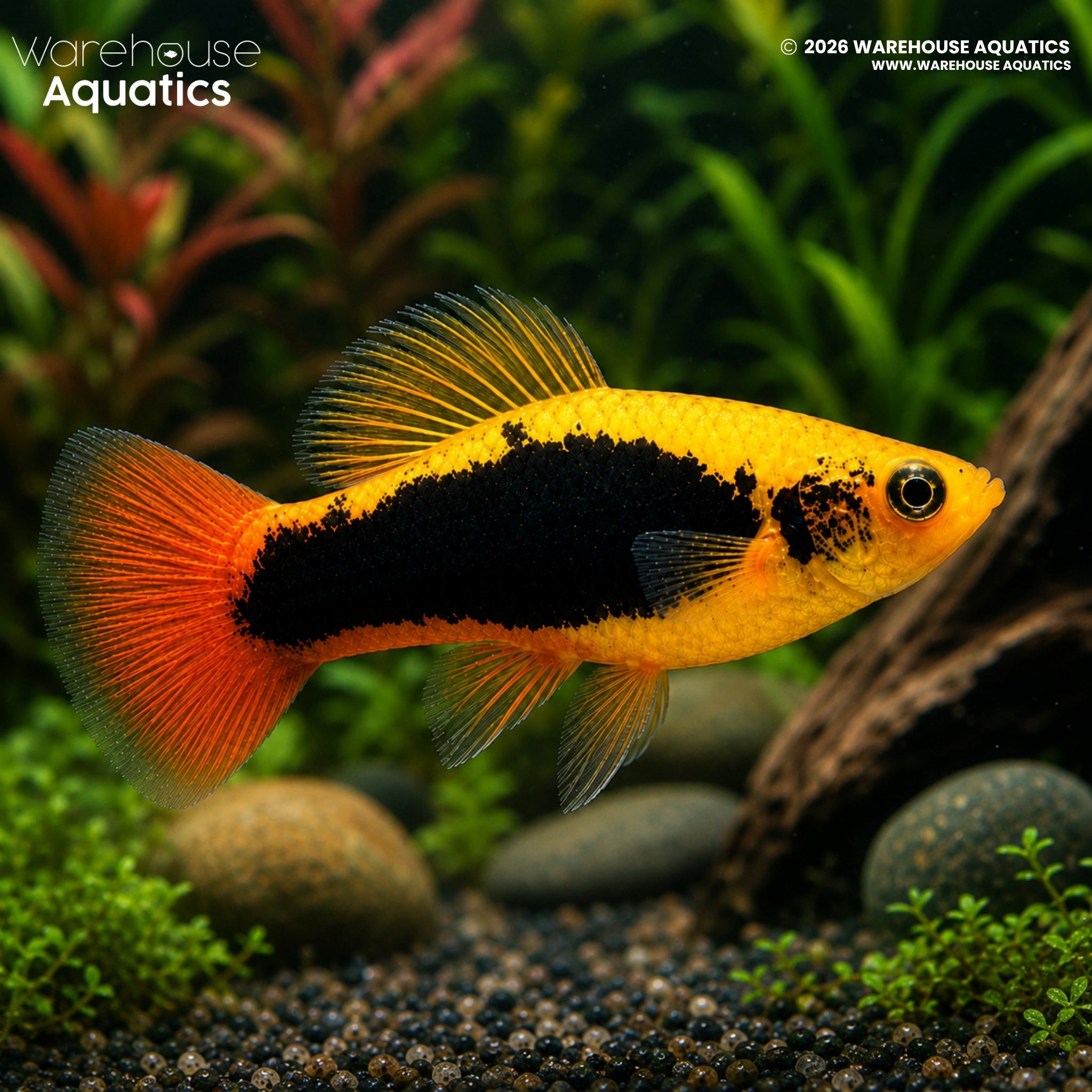 Hawaii Variatus Platy - Xiphophorus variatus