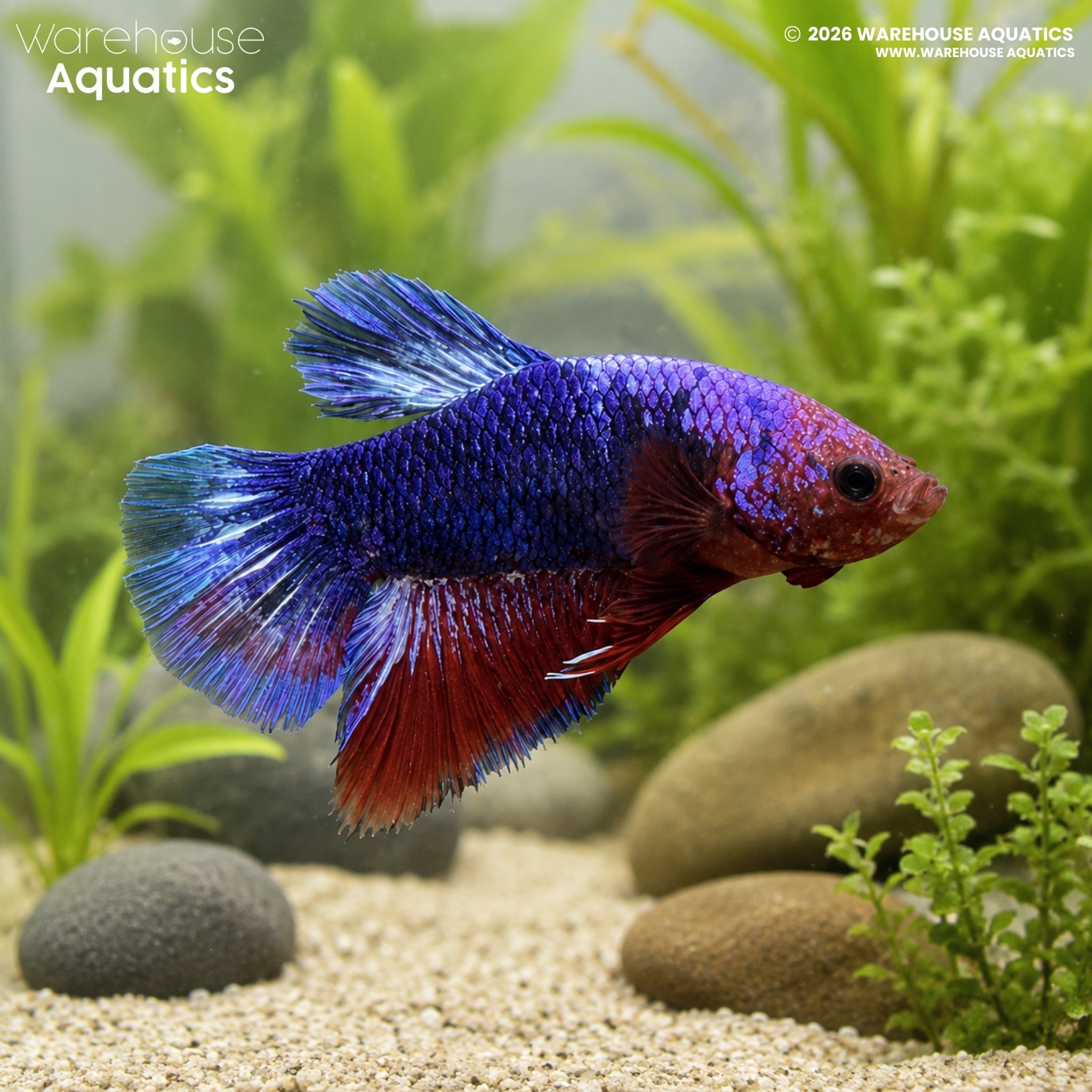 Hellboy Plakat Betta - Betta splendens #6