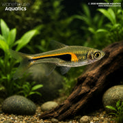 Hengel’s Rasbora - Trigonostigma hengeli