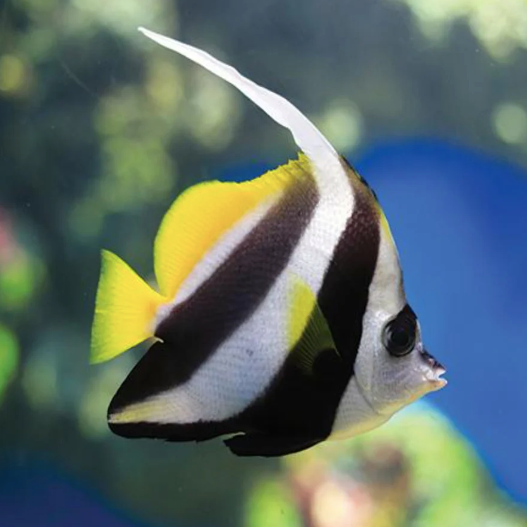 Heniochus Butterfly - Aqua Group