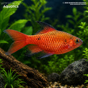 Hi Fin Rosy Barb - Puntius conchonius