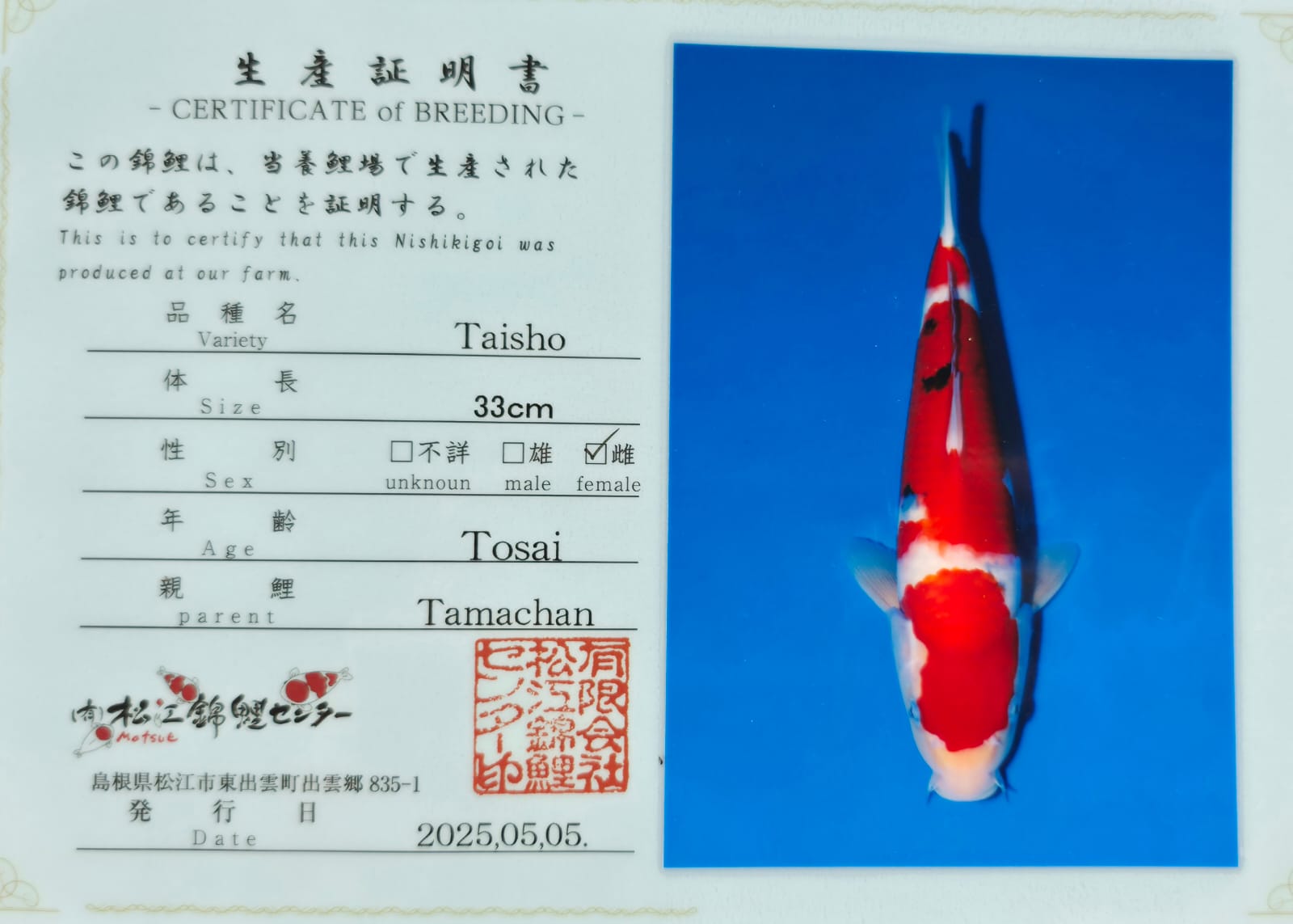 Sanke - Matsue - Jumbo Tosai - #01