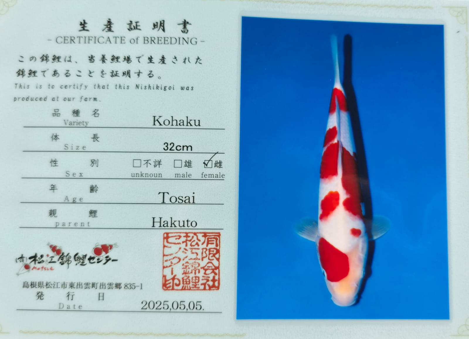 Kohaku - Matsue - Jumbo Tosai - #02