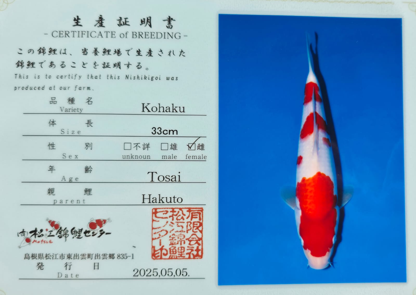 Kohaku - Matsue - Jumbo Tosai - #05