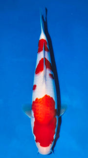 Kohaku - Matsue - Jumbo Tosai - #05