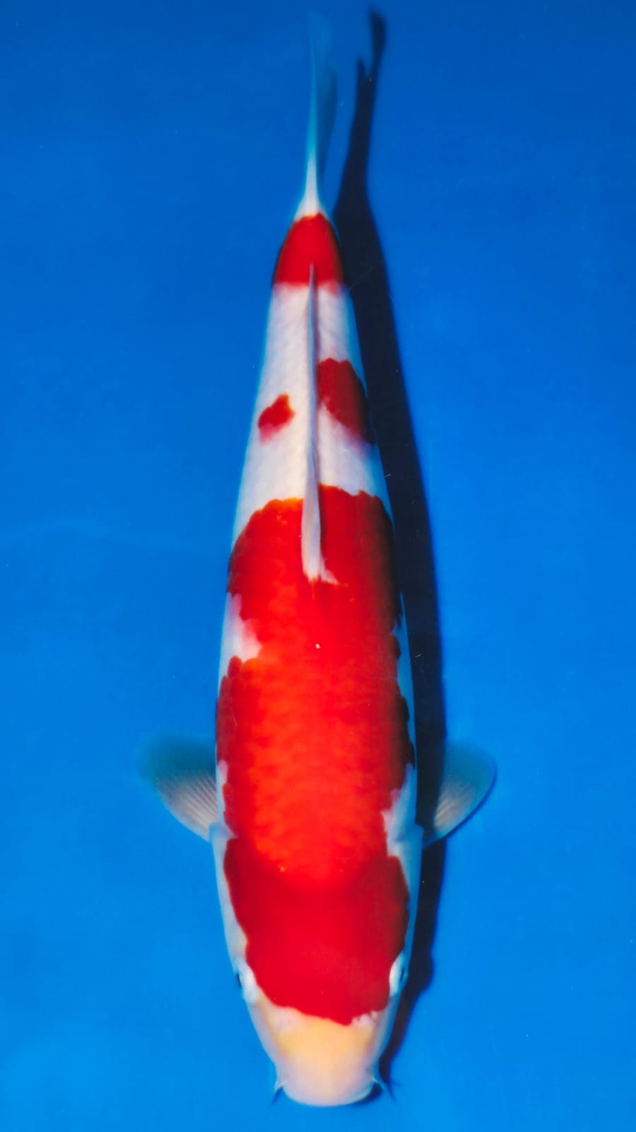 Kohaku - Matsue - Jumbo Tosai - #07