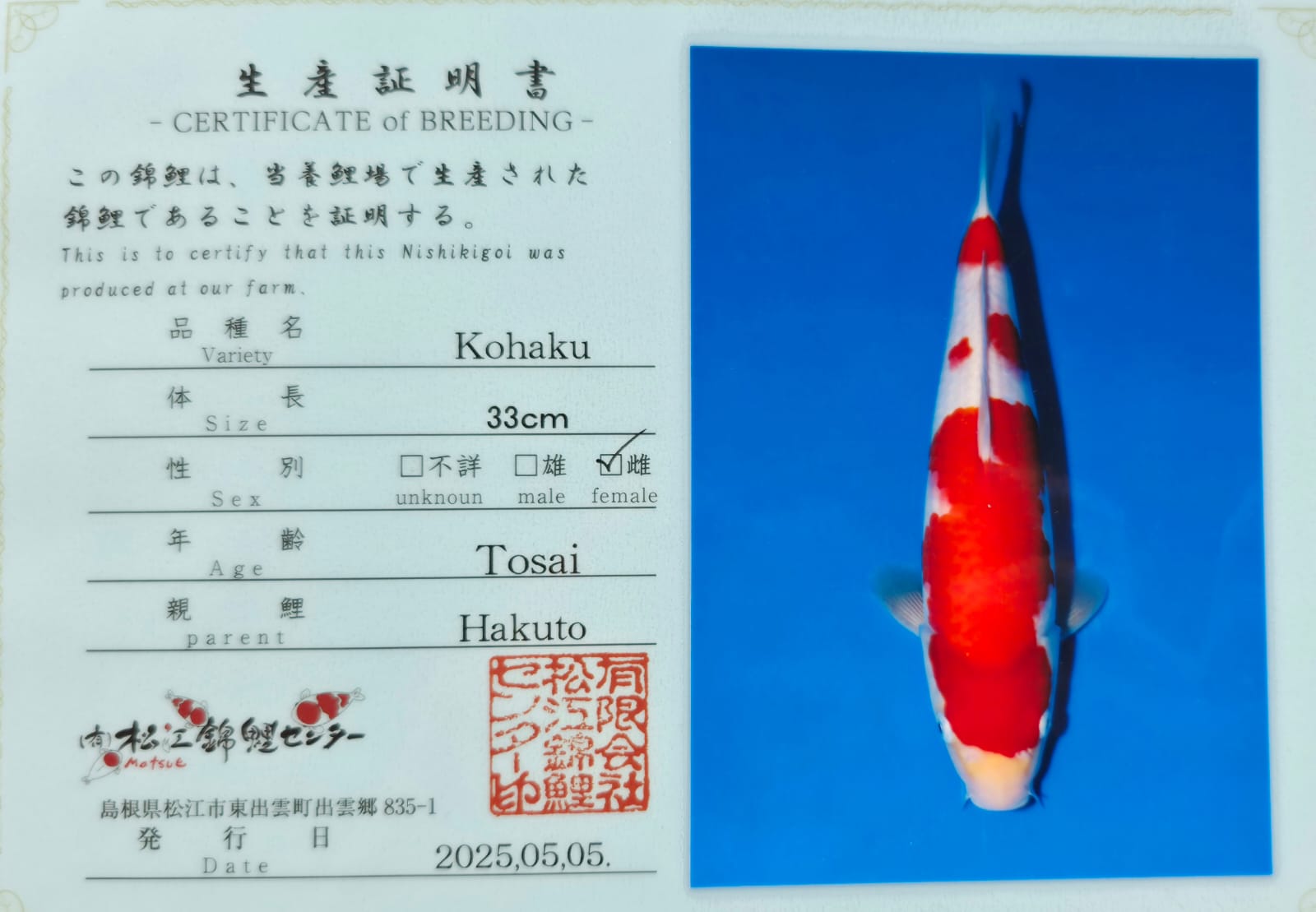 Kohaku - Matsue - Jumbo Tosai - #07