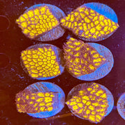 Burning Ember Leptostrea