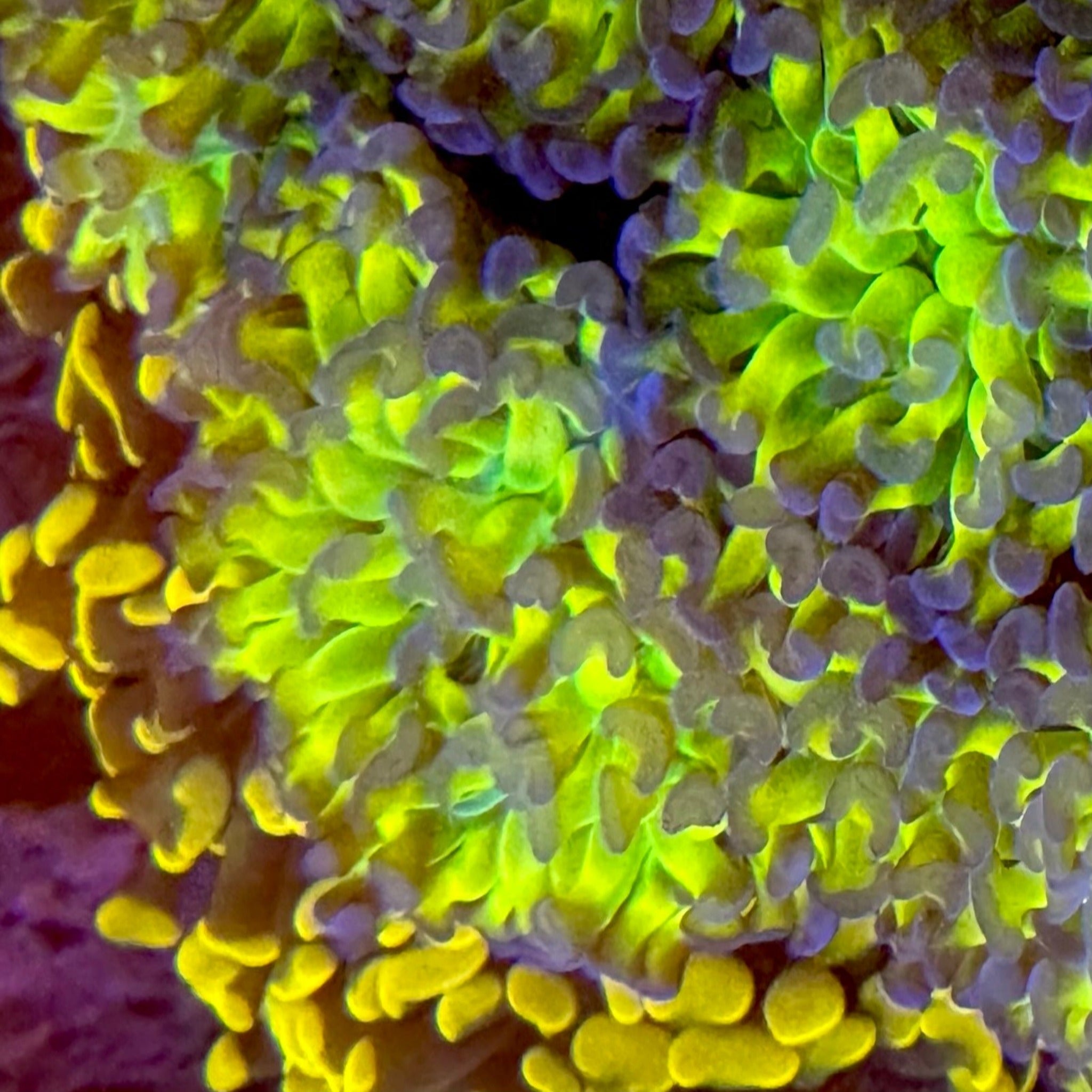 Holographic Branching Hammer- 1 Polyp